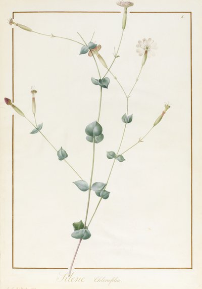 Silene Chloraefolia, 1810 by Pierre Joseph Redouté